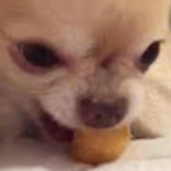 Meet your Posher, Juniper - Picture 1 of 1